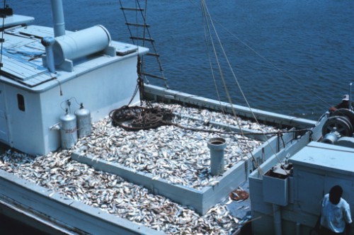 La FAO et le Gabon signent un accord pour une gestion durable de la pêche
