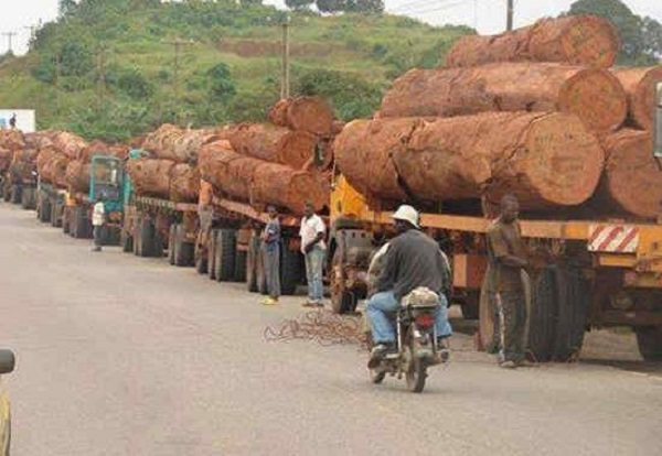 Cemac : les États se préparent à l’interdiction de l’exportation des grumes, censée entrer en vigueur dès janvier 2023