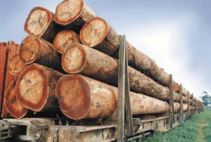 La production de grumes en hausse au premier trimestre 2019