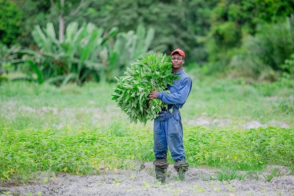Recensement : le Gabon compte 105 932 exploitants agricoles dont 95 % de nationaux