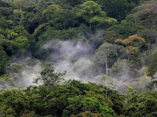 Le Gabon veut se doter d’un plan de promotion de la certification forestière 