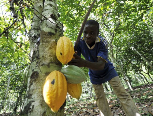 La Caistab lance la phase 2 du programme « Jeune entrepreneur » du cacao et du café  