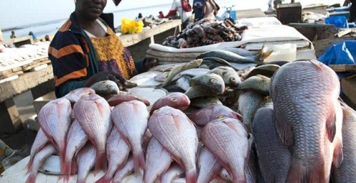 Le Gabon peaufine une stratégie de lutte contre la pêche illégale