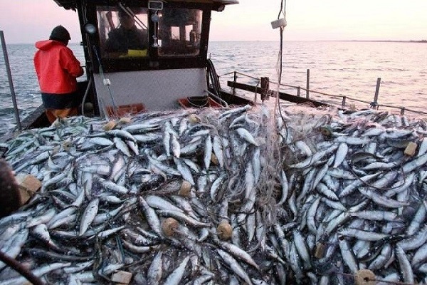 Le Gabon a exporté du poisson pour 1 milliard FCFA en 2021, niveau le plus bas depuis 2017