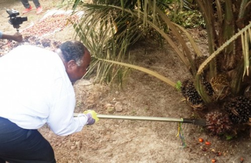 Olam Palm Gabon effectue sa première récolte à Mouila