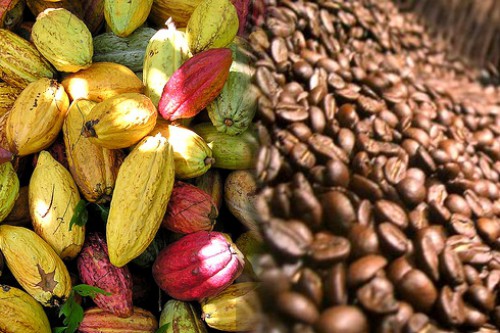 Les autorités gabonaises veulent produire 1000 tonnes de café Robusta et 5000 tonnes de cacao par an d’ici 5 ans