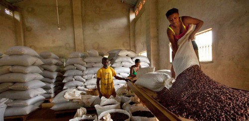 200 millions de FCFA pour garantir le rachat des producteurs de cacao et café lors de la campagne 2016-2017