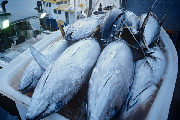 Le Gabon veut transformer 25 000 tonnes de thons pêchés dans ses eaux à l’horizon 2025