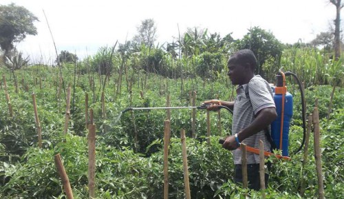 Le Comité inter-Etats d’Afrique centrale élabore le processus pour une utilisation harmonieuse des pesticides