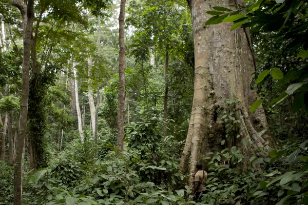 Industrie du bois : la société AEH projette d’investir 20 milliards de FCFA en 5 ans au Gabon