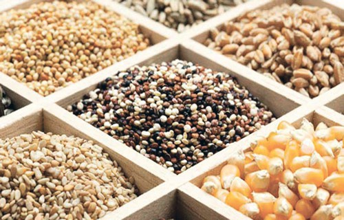 Le gouvernement et la FAO planchent sur le développement du système semencier