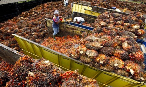 Les volumes vendus d’huile de palme brute du Gabon se sont établis à 27 045 tonnes en 2018 contre 3332 tonnes en 2017