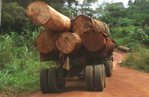 L’ONG Conservation Justice porte plainte contre la société BGS Exploitation Forestière pour activités illicites