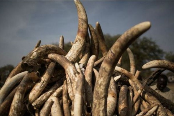 Le Cameroun sollicite l’expertise du Gabon pour traquer un réseau de trafic d’ivoire