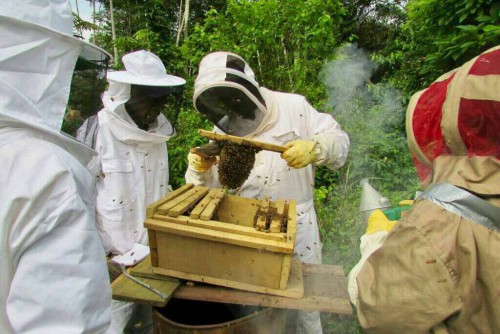 L’association PROGRAM récolte ses premières productions de miel