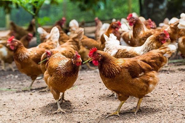 Le Gabon interdit la vente et l’importation de la volaille vivante après la détection de foyers de grippe aviaire