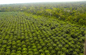 Olam investit 300 milliards de Fcfa dans un projet agro-industriel au sud du Gabon