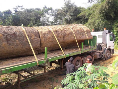 Le Gabon met en réserve le « Kevazingo »