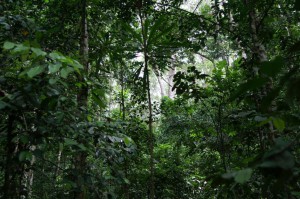 L’ambassade de France s’engage dans la préservation de la biodiversité et la lutte contre la pauvreté au Gabon  