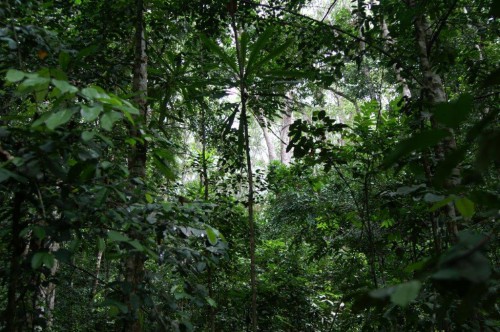 L’ambassade de France s’engage dans la préservation de la biodiversité et la lutte contre la pauvreté au Gabon  