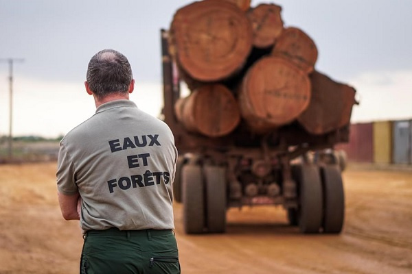 La contribution du secteur bois au PIB du Gabon en augmentation depuis 2016