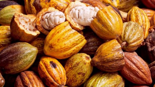 La filière café - cacao affiche des résultats mitigés en 2018 