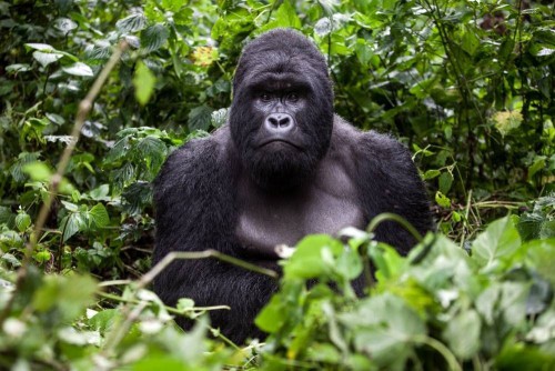 La CEEAC appuie l’Assemblée nationale du Gabon dans le processus de protection de la faune en Afrique centrale