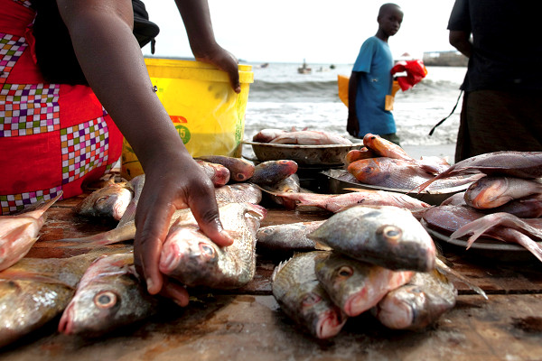 Pêche : la production baisse de 59% à 9419 tonnes en 2022 en raison de l’arrêt des campagnes pour les pêcheurs artisanaux
