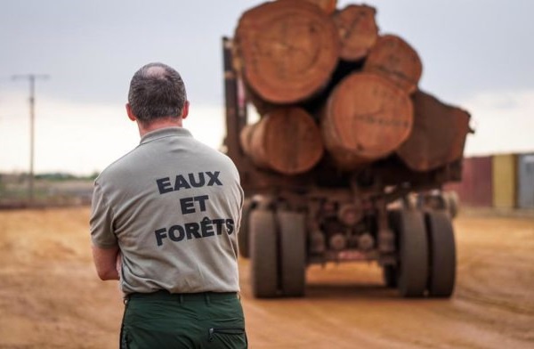 La production de l’industrie du bois augmente de 14,4% au 3e trimestre, malgré la baisse des ventes au Gabon