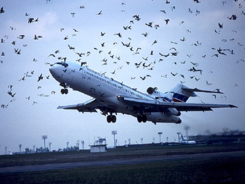 L’aéroport international Léon Mba s’organise face aux risques du péril animalier