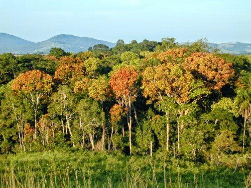 La Banque mondiale soutient le Gabon dans sa politique d’industrialisation de la filière-bois et de protection de l’environnement