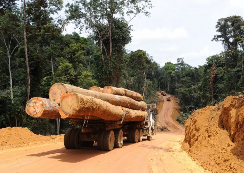 La stratégie de lutte contre l’exploitation forestière illégale porte ses fruits