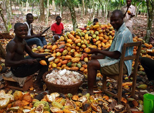 Les trois pays africains qui exportent 70% du cacao mondial bénéficient seulement de 3% des revenus