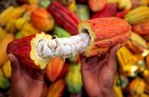Avec le projet Jecca, le Gabon veut produire 750 tonnes de cacao et de café sur les trois prochaines années