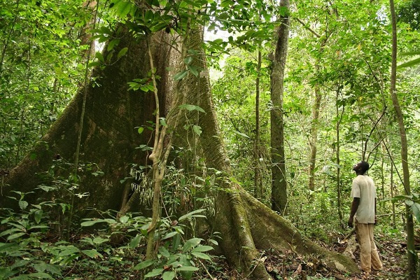 Gabon : vers la mise en place d’un mécanisme de contrôle de la gestion des espèces exploitées des forêts