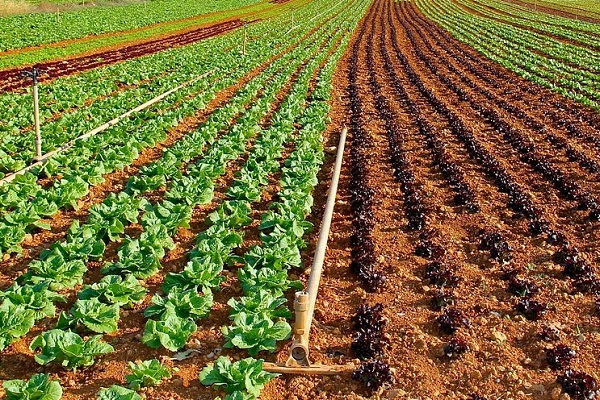 Zone agricole d’Andem : l’Indien AOM s’engage à investir 30 milliards de FCFA avec pour objectif de créer 2500 emplois