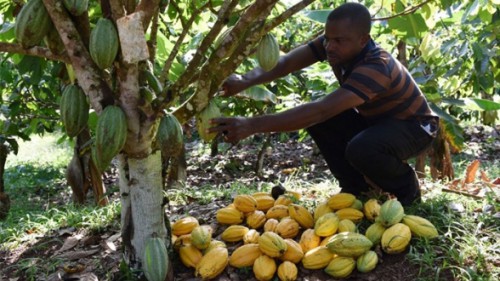Olam Gabon redynamise la culture du cacao dans le nord du pays