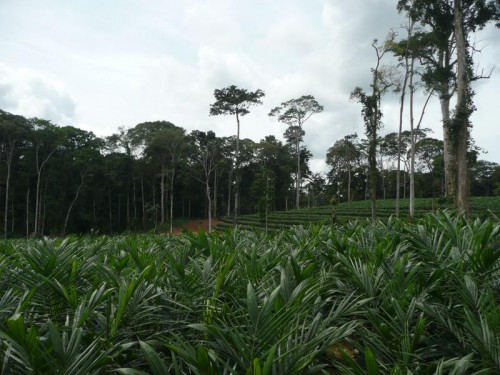 Restitution d’une étude sur l’impact économique et social d’Olam / GSEZ au Gabon