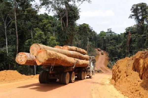 Rougier Gabon a produit 212 286 m3 de grumes au 1er semestre 2022, en hausse de 42 %