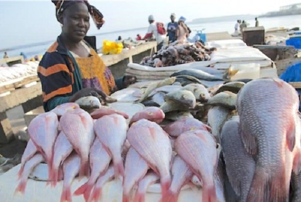 La Bdeac veut soutenir la stratégie d’industrialisation du secteur de la pêche au Gabon