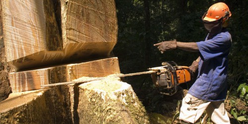 Des entreprises chinoises s’engagent à respecter les normes de préservation des forêts gabonaises