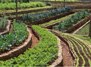 Gabon-Cuba : trois accords signés pour renforcer la coopération économique et agricole