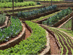 gabon-cuba-trois-accords-signes-pour-renforcer-la-cooperation-economique-et-agricole