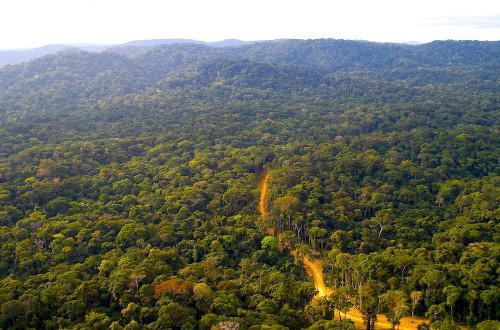 Le Gabon va mobiliser 1500 milliards Fcfa pour le climat