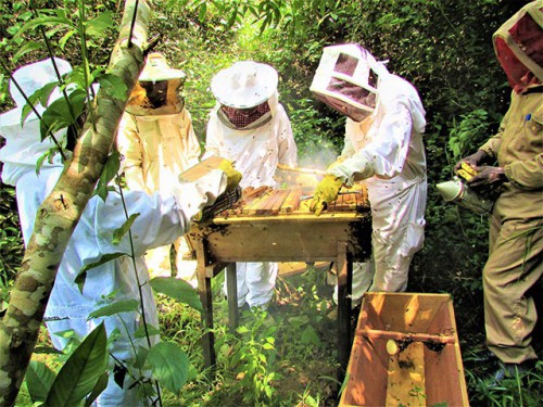 La FAO et l’AEAFFB promeuvent l’apiculture en vue de l’amélioration des moyens d’existence des communautés locales au Gabon