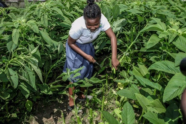 Zones agricoles à forte productivité : des parcelles pour 191 exploitants agricoles dans la zone 1 de Kango