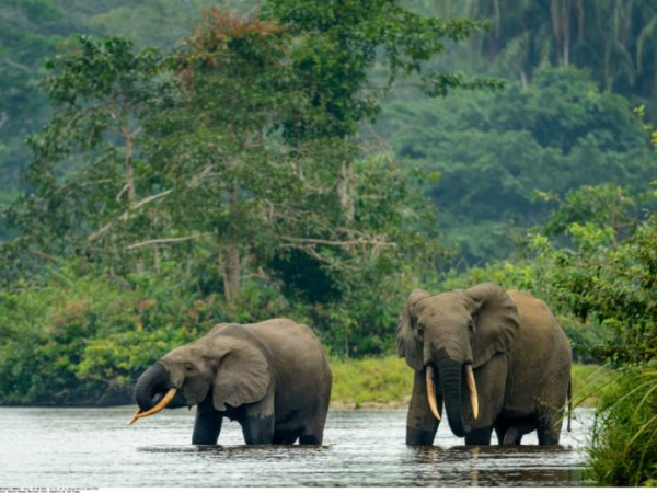 Protection des forêts : les efforts du Gabon récompensés à hauteur de 9 milliards de FCFA