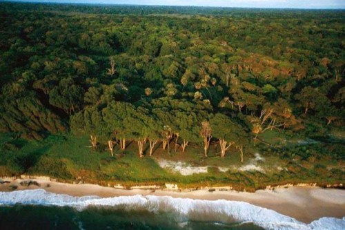 COP 21 : ce que le Gabon a proposé pour la réduction des GES