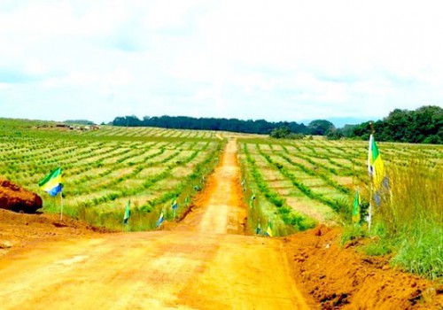 L’agriculture, Graine de l’émergence