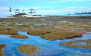 Le Parlement gabonais va ratifier le compromis de la Cour Internationale de Justice sur l’Ile de Mbanie